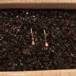 0 02 0a b48fb94bf1c33e61198e061c05aa4417135dd5ec1f03301329462fa696f75f98 2c4cc332acd66563